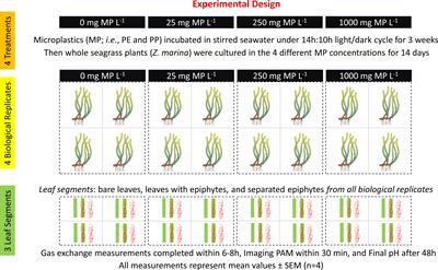 Microplastic pollution associated with reduced respiration in seagrass (Zostera marina L.) and associated epiphytes